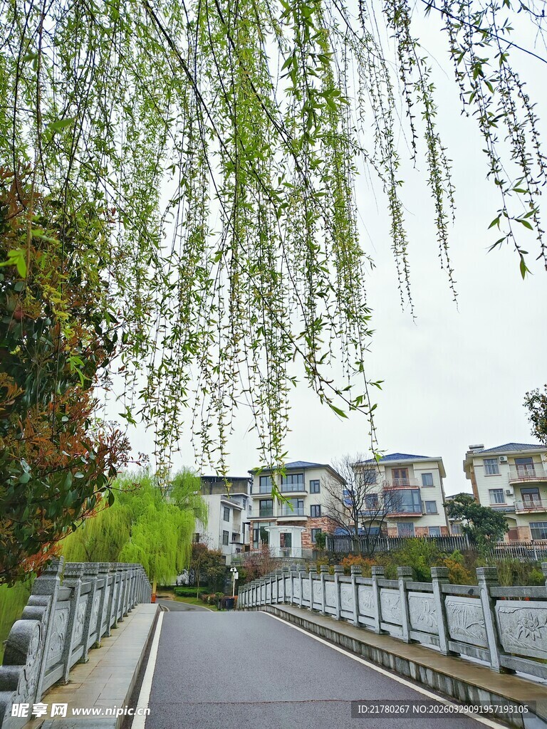 河畔垂柳