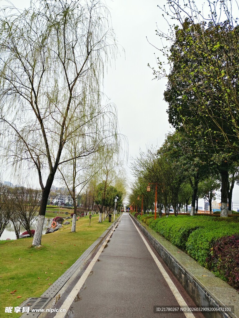 春日林荫小道风景