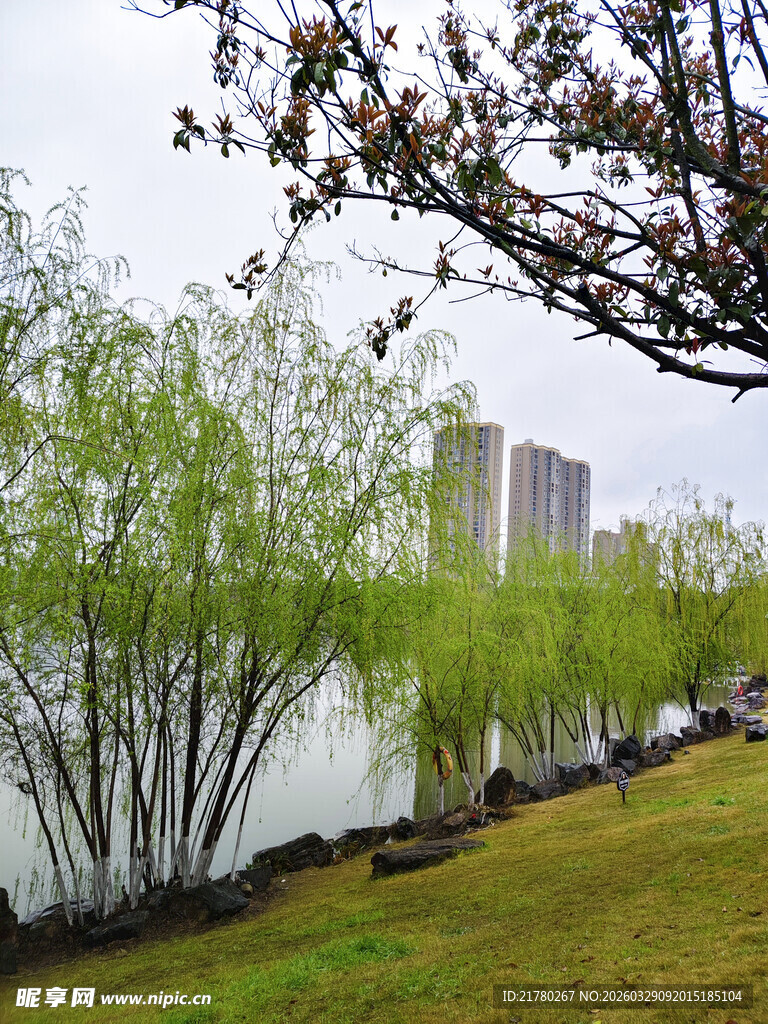 湖畔柳绿春景