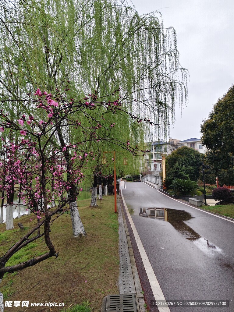 雨后河畔花红柳绿