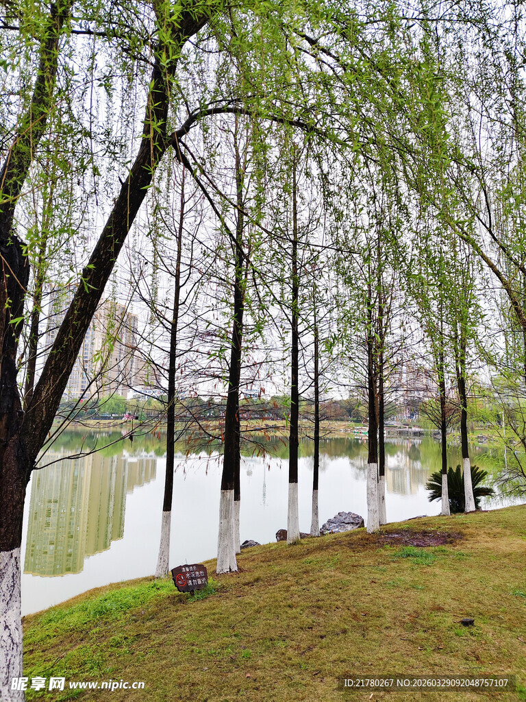春日湖畔垂柳美景