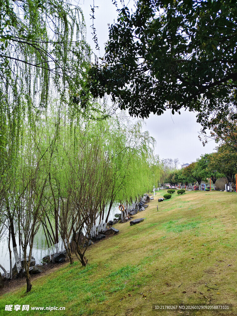 河畔垂柳