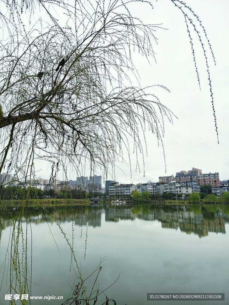 湖畔垂柳映景