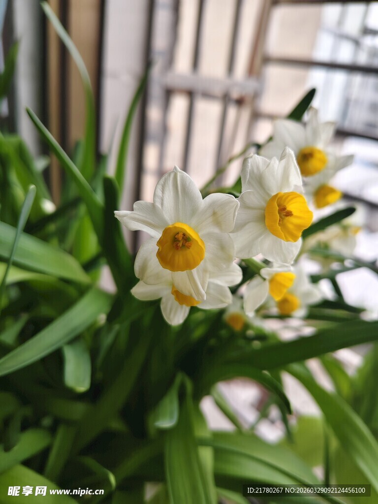 清新水仙绽放