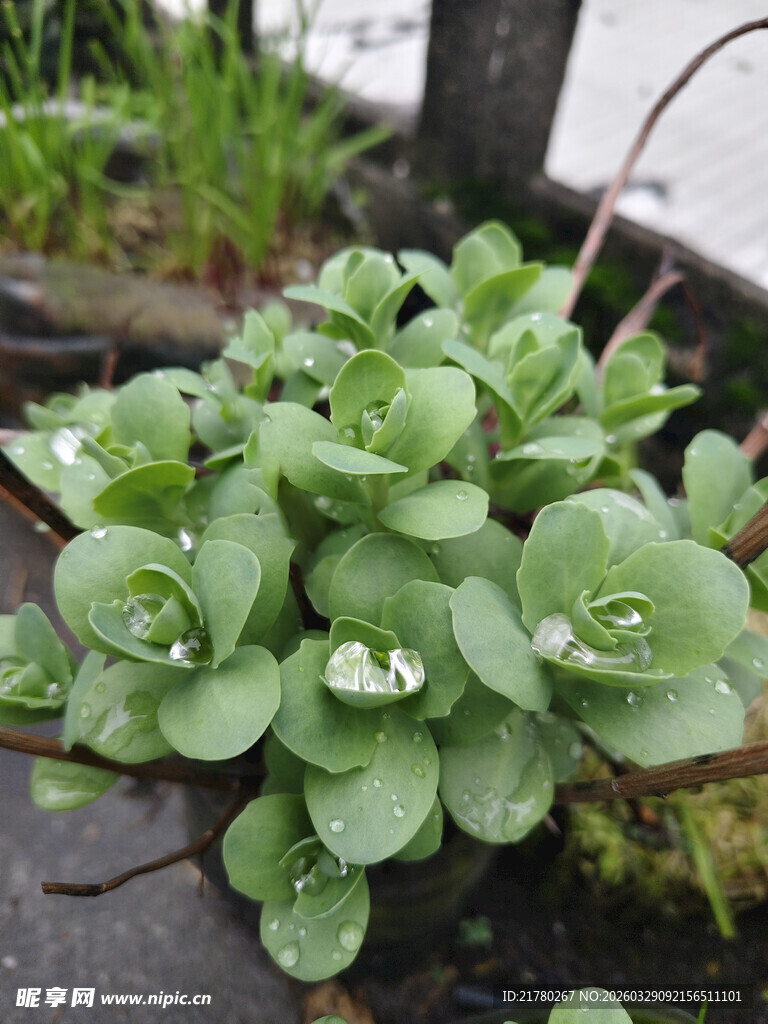 八宝景天