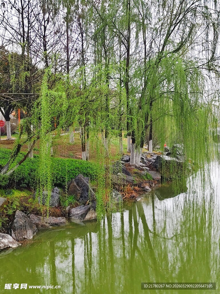 湖畔垂柳环绕的静谧景致