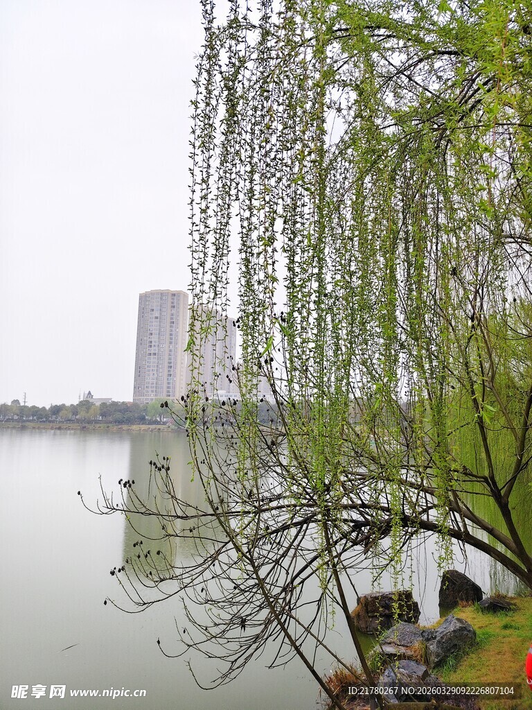 湖畔垂柳
