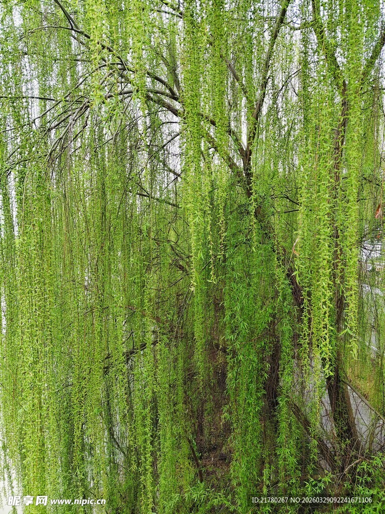 垂柳 绿意盎然