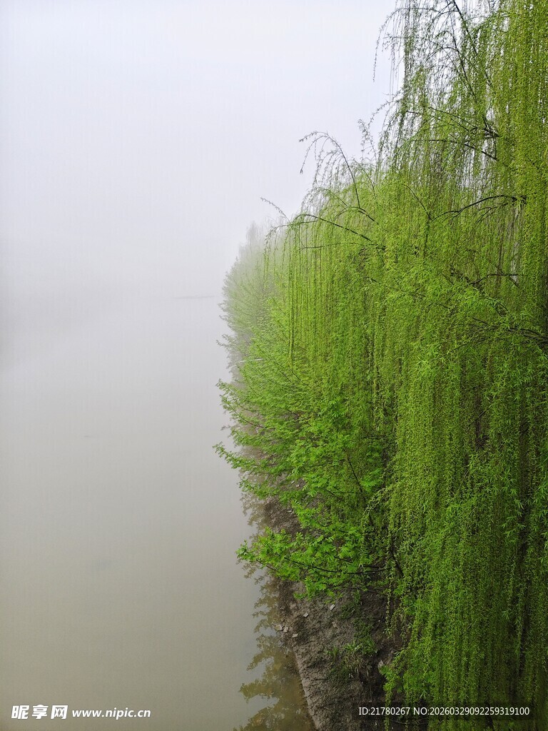 雾中垂柳 绿意盎然