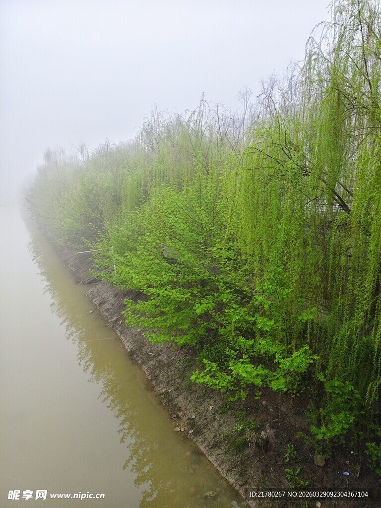 雾中河畔绿植景观