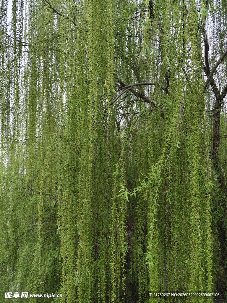 垂柳依依绿意浓