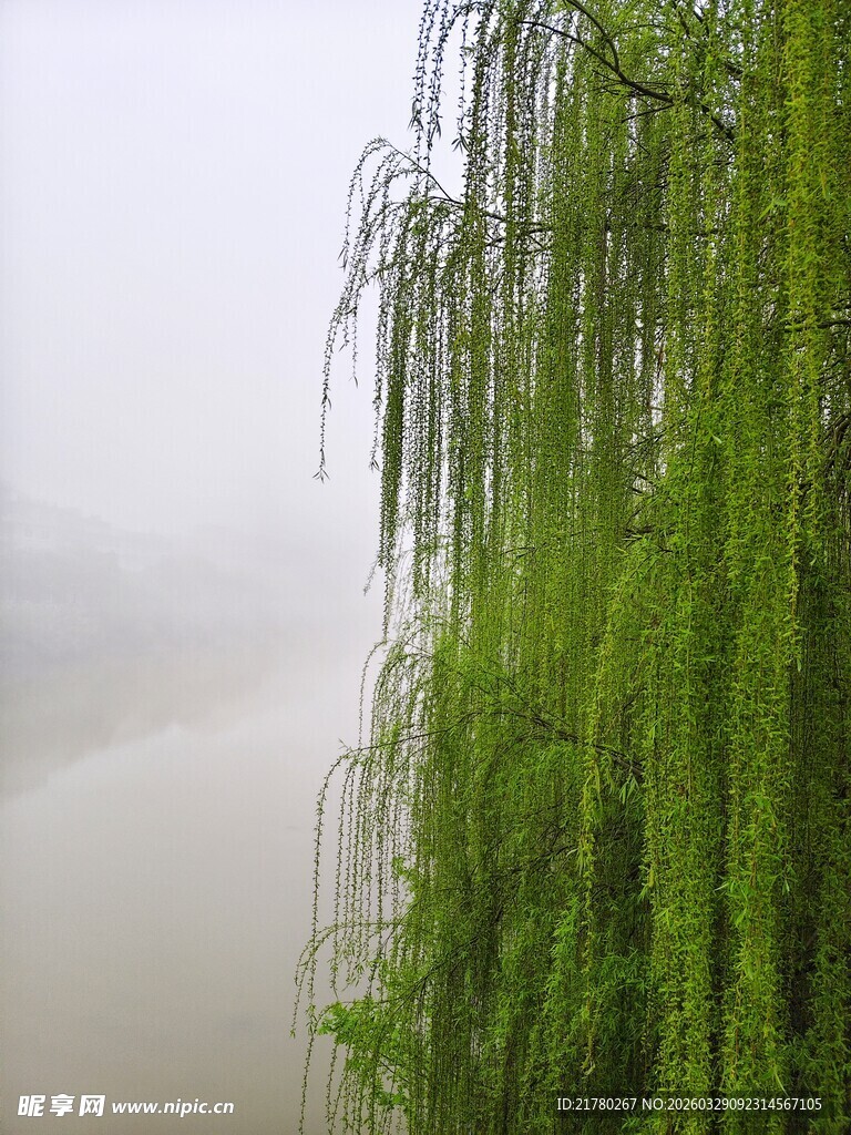 雾中垂柳 尽显诗意