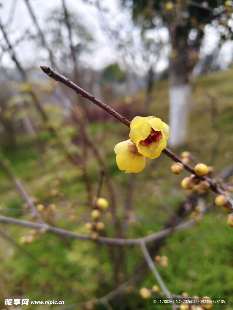 枝头绽放的娇艳黄色梅花