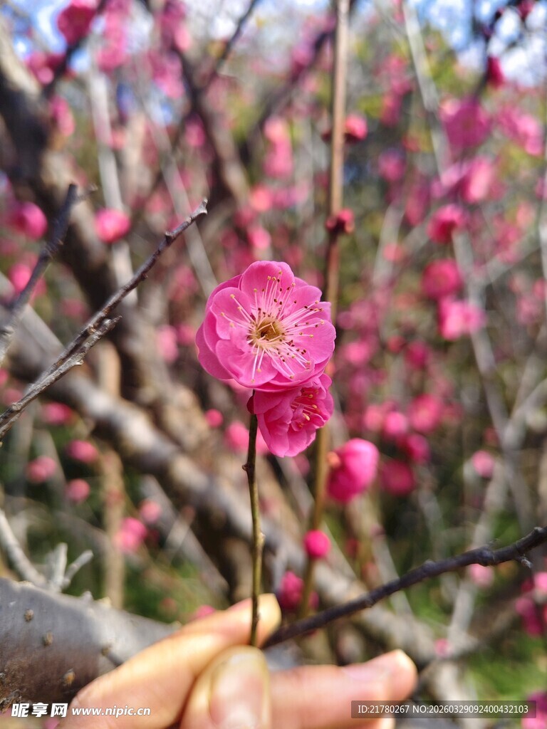 一朵娇艳绽放的红梅