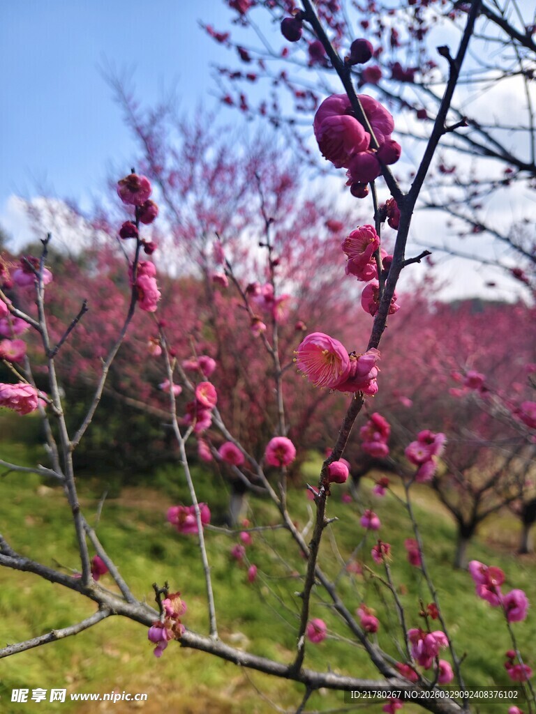 春日梅花绽放美景