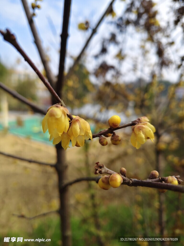 枝头绽放的黄色腊梅花