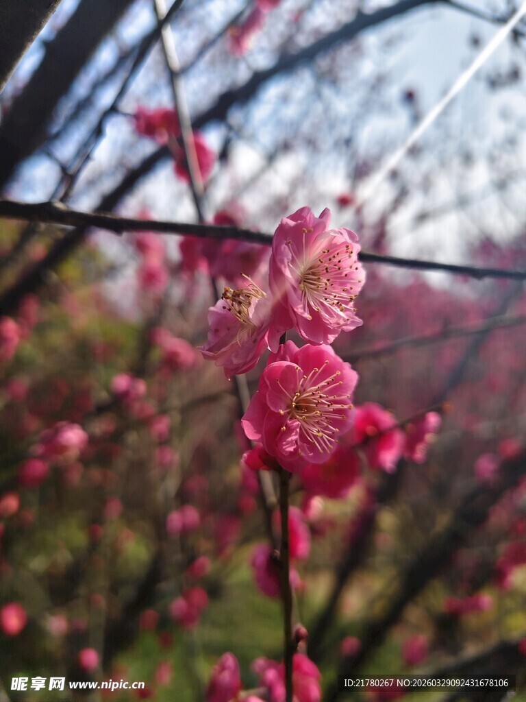娇艳红梅枝头绽放