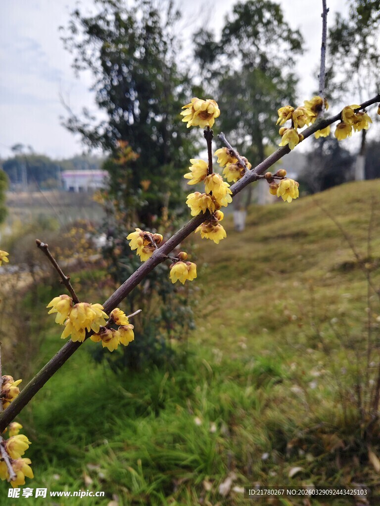 枝头绽放的黄色小花