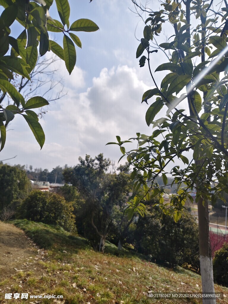 户外绿树蓝天