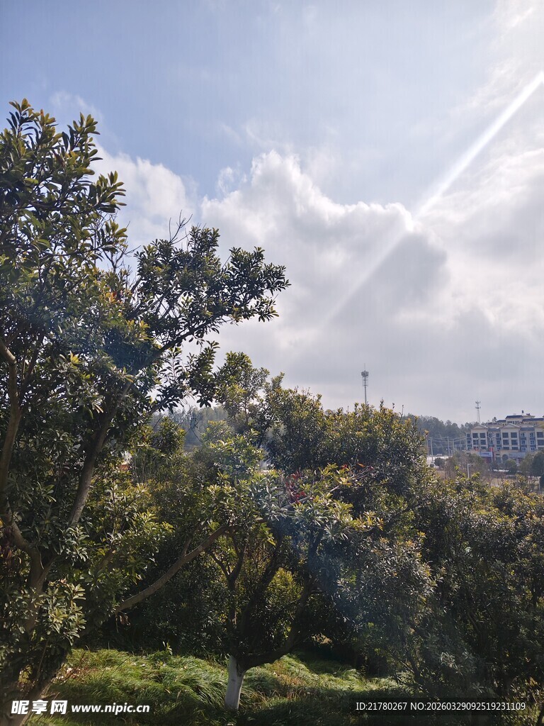 阳光照耀下的葱郁山林