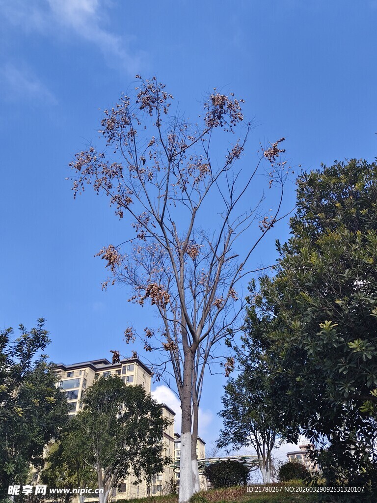 蓝天映衬下的光秃树木