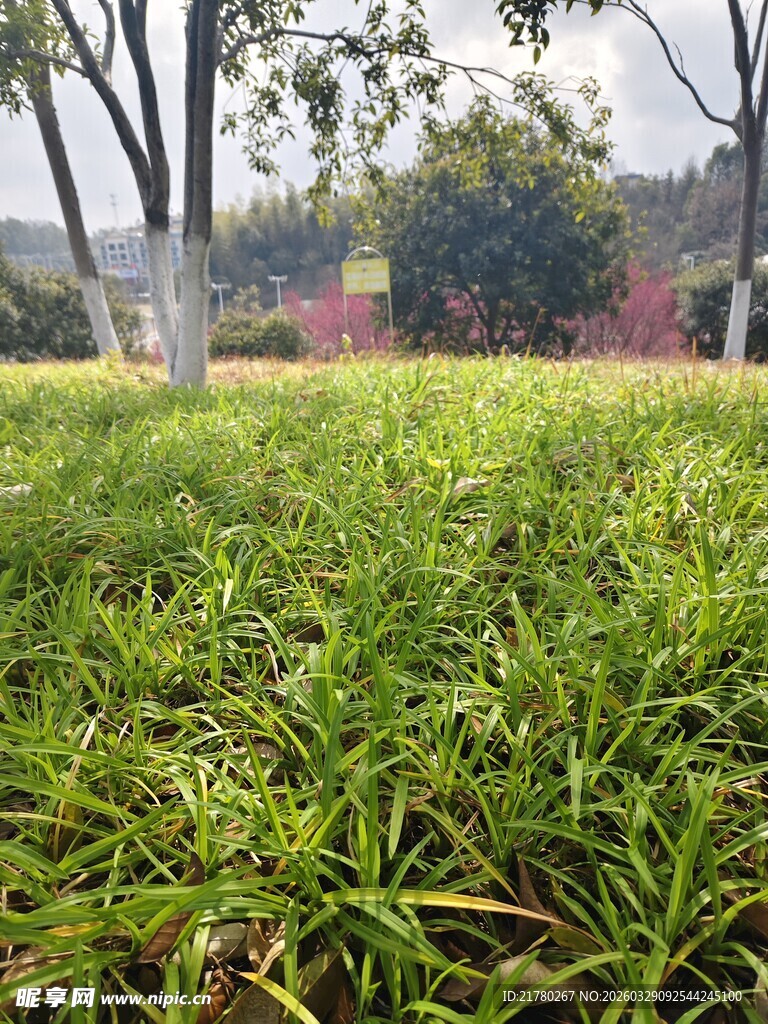 翠绿草地