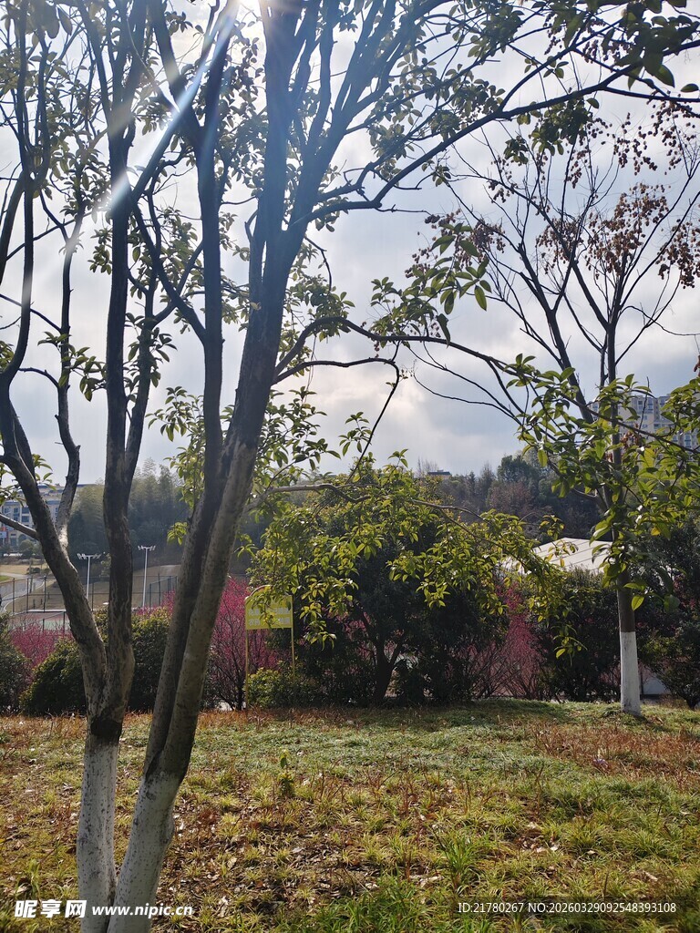 公园树木草地