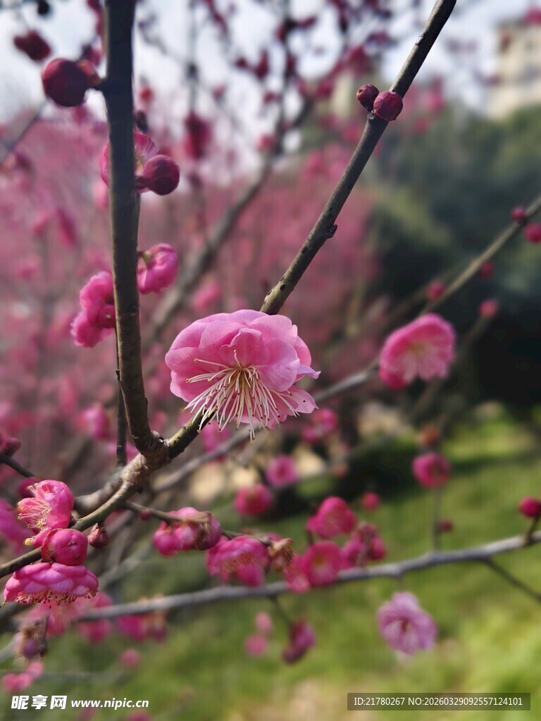 枝头绽放的粉嫩梅花