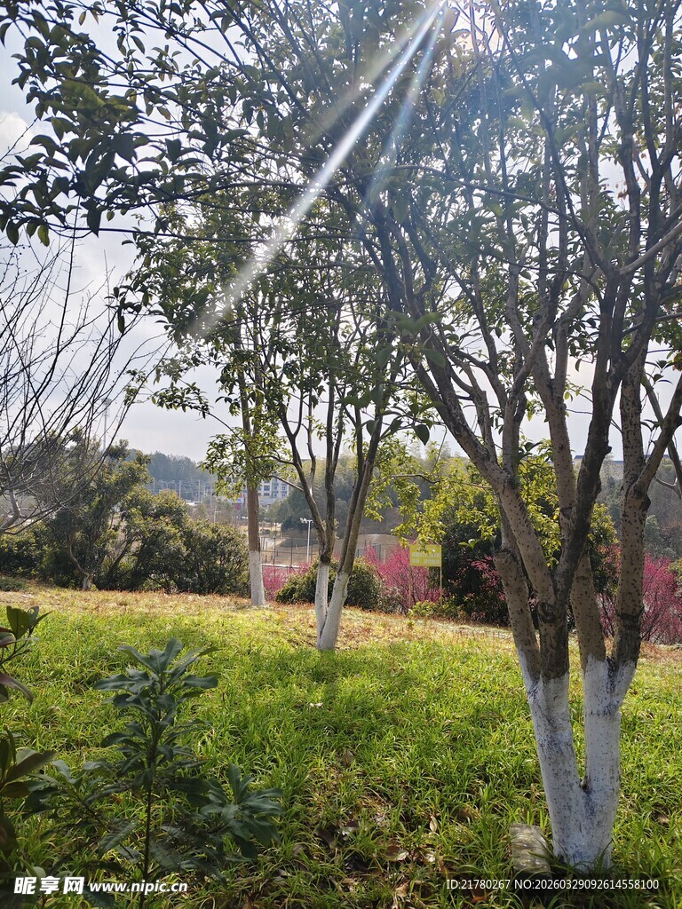 春日公园树木与草地