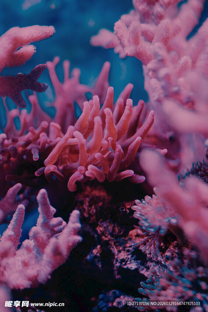 梦幻粉色珊瑚景观