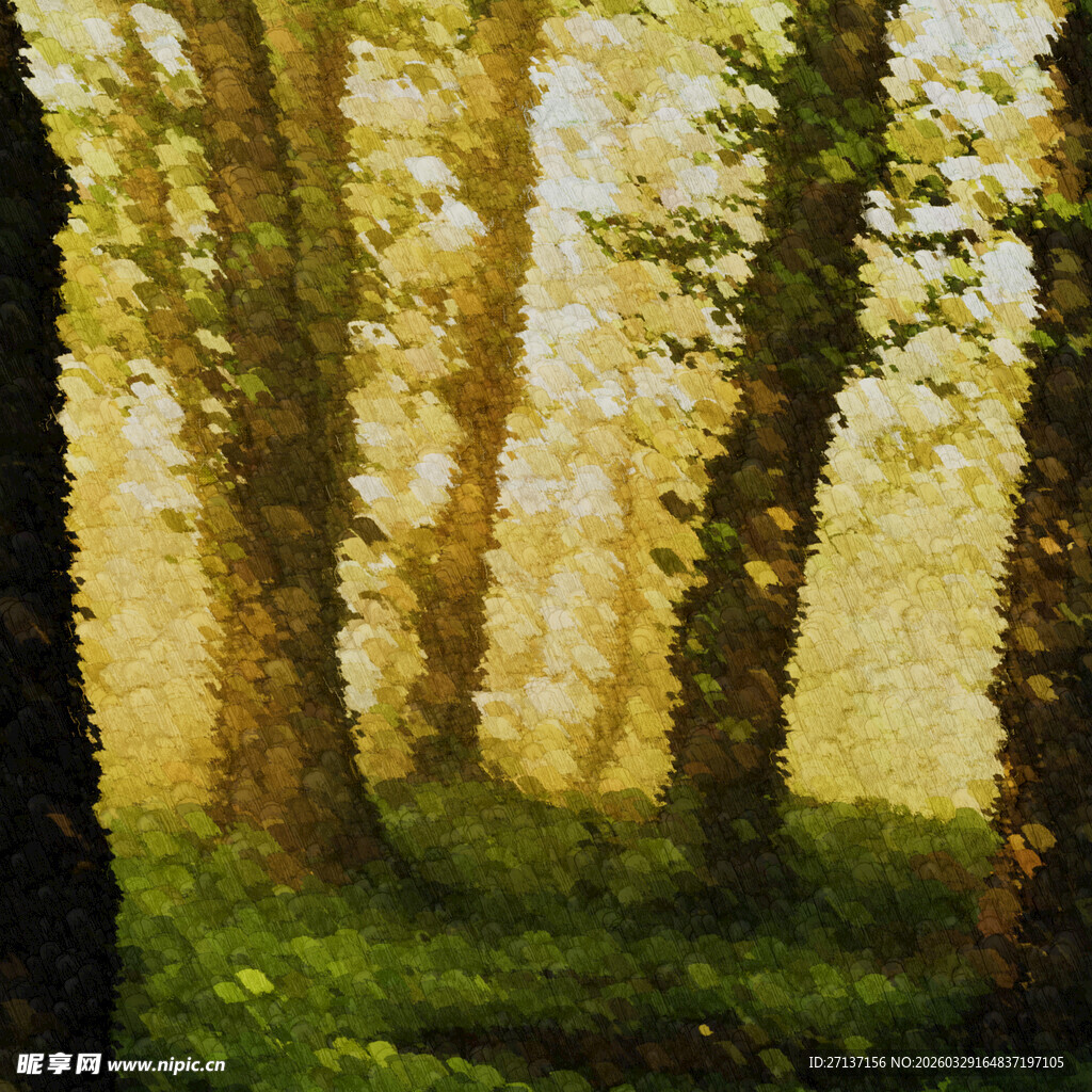 阳光洒落的静谧森林