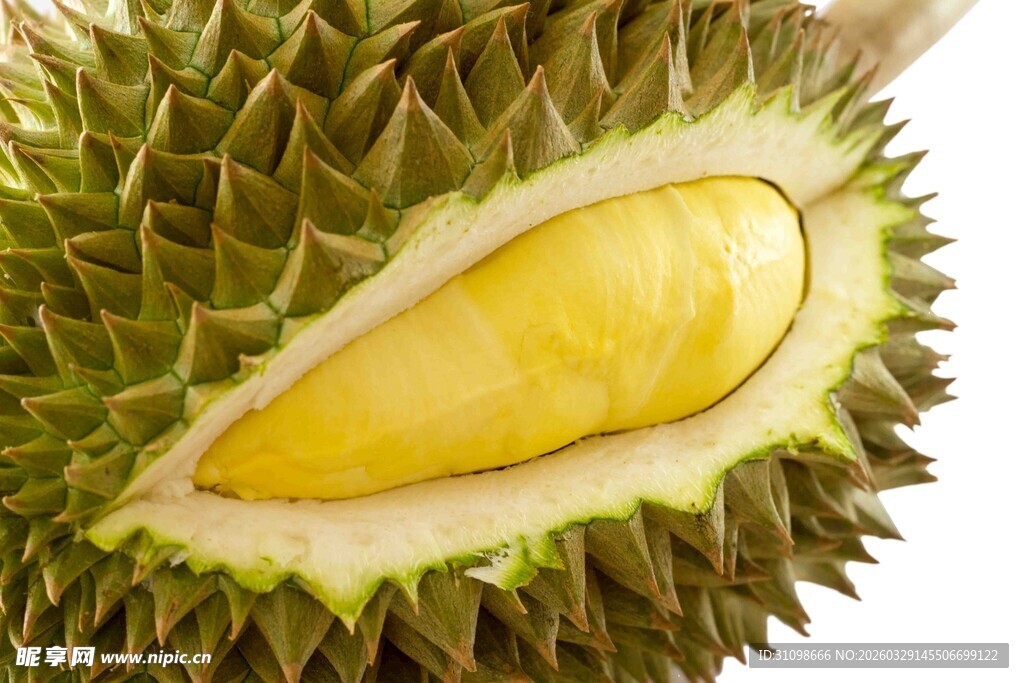 切开的榴莲果肉展示