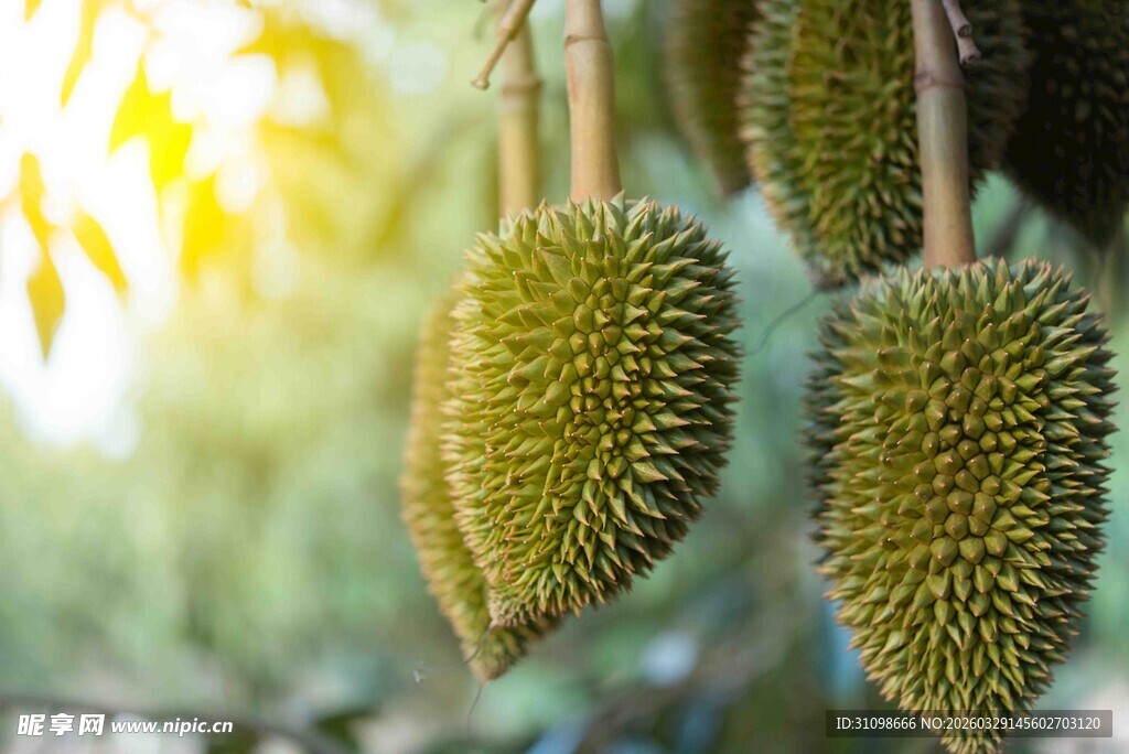树上悬挂的新鲜榴莲