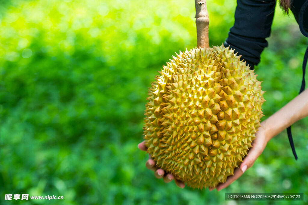 手持新鲜榴莲