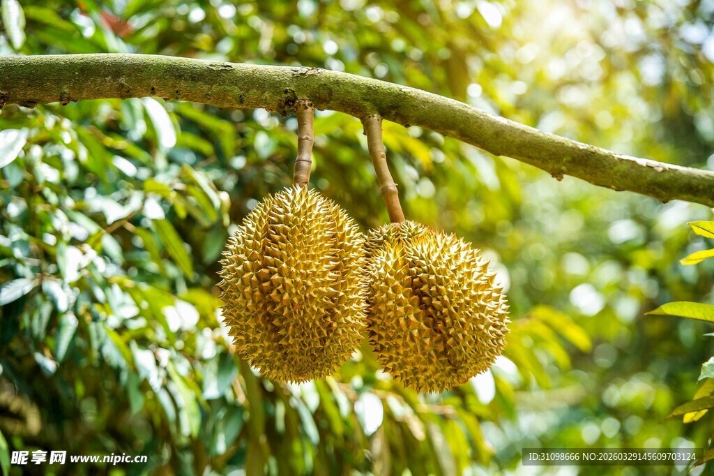 树上悬挂的两个新鲜榴莲