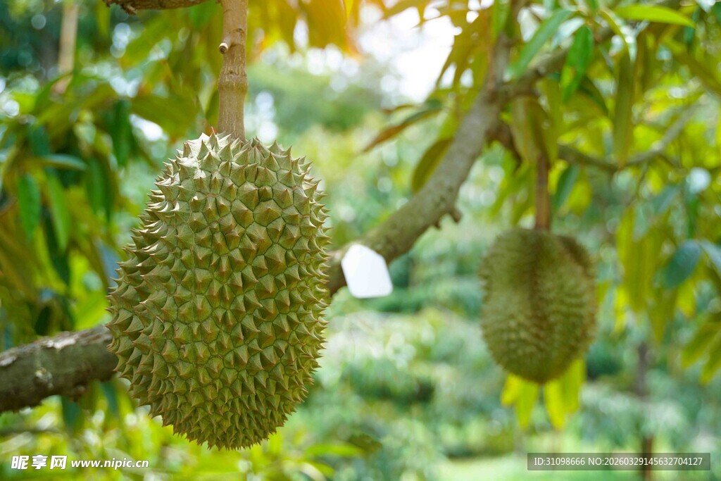 枝头的新鲜榴莲