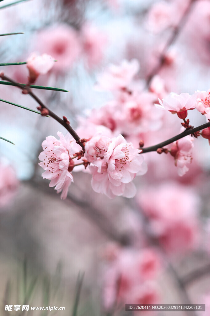 枝头绽放的粉嫩桃花