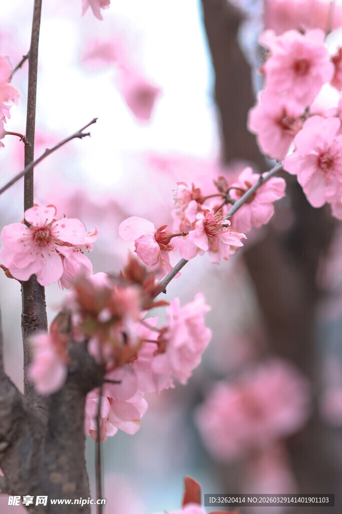 春日烂漫樱花枝头绽放