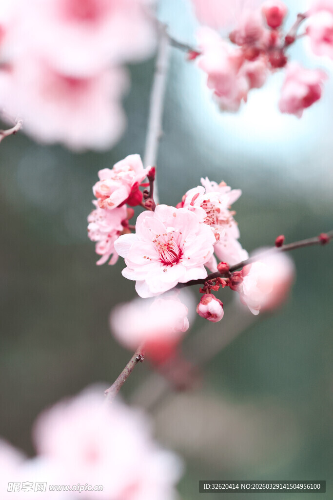 枝头绽放的粉嫩桃花