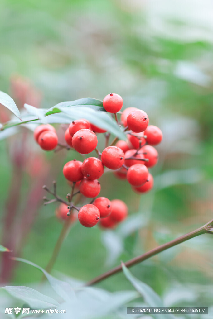 鲜艳红果绽于绿叶间