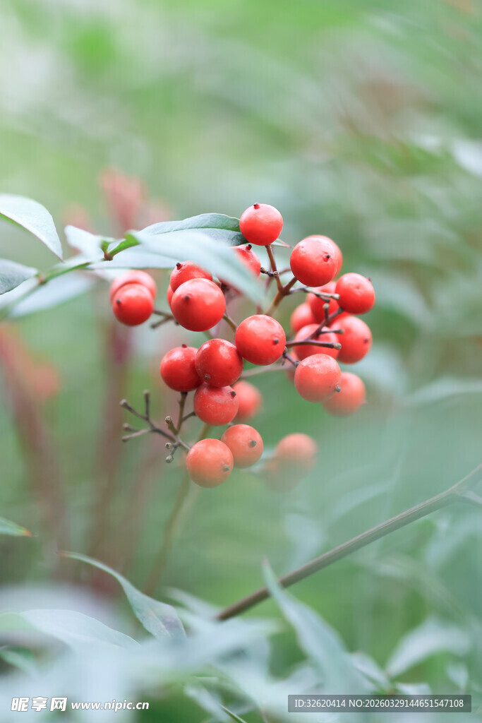 红果绿叶植物