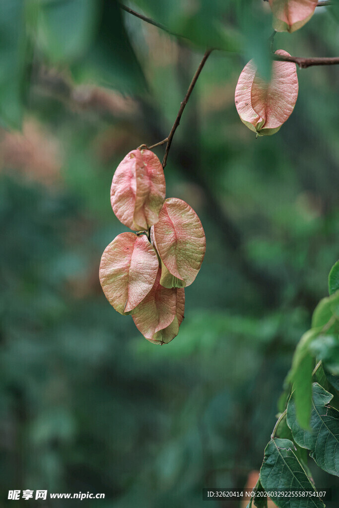 粉色枝头