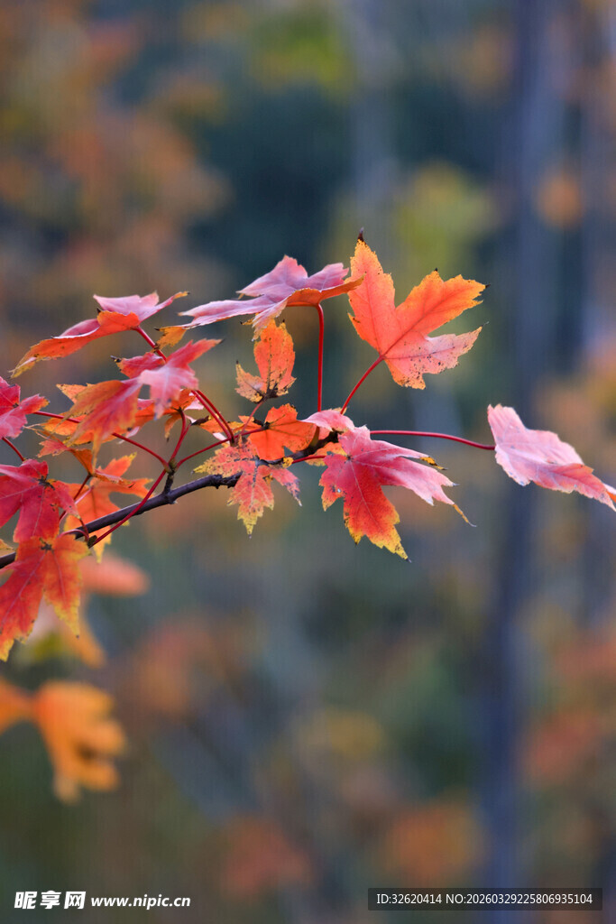 秋日红枫叶