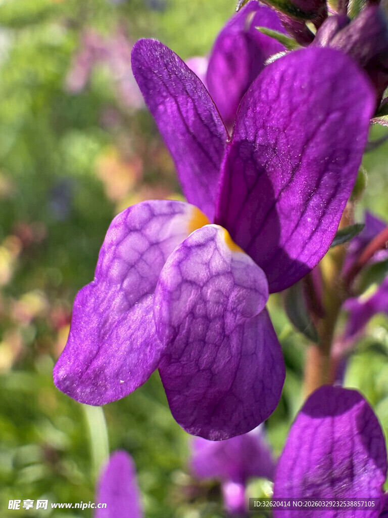 紫色鸢尾花