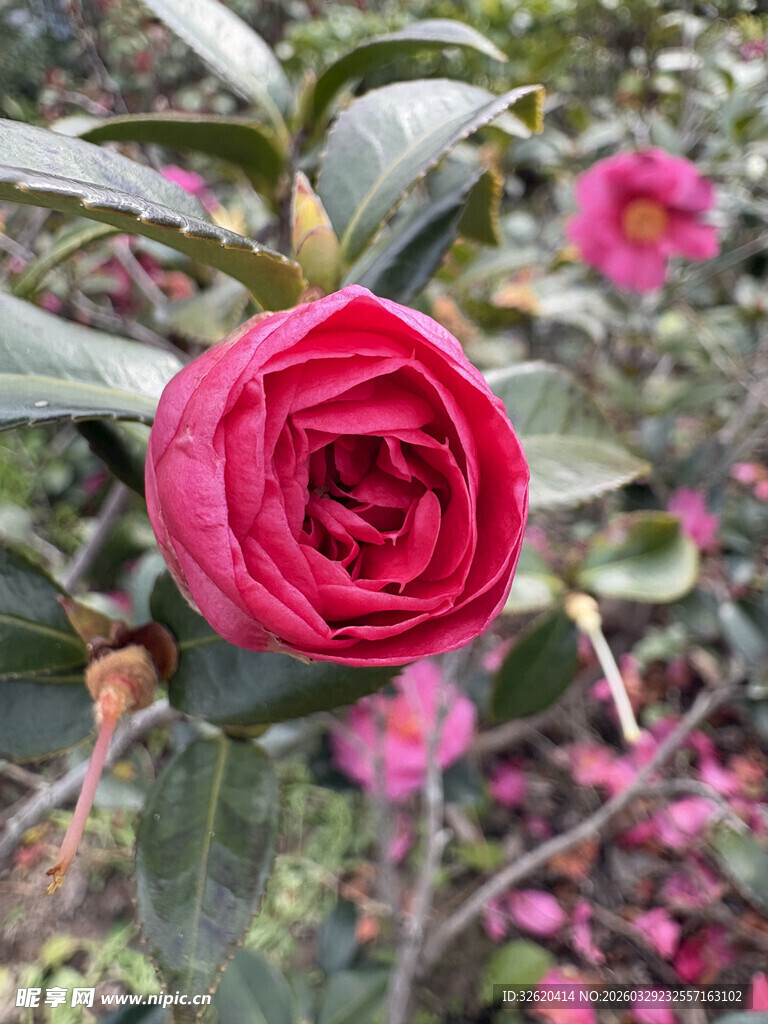 娇艳欲滴的红色山茶花