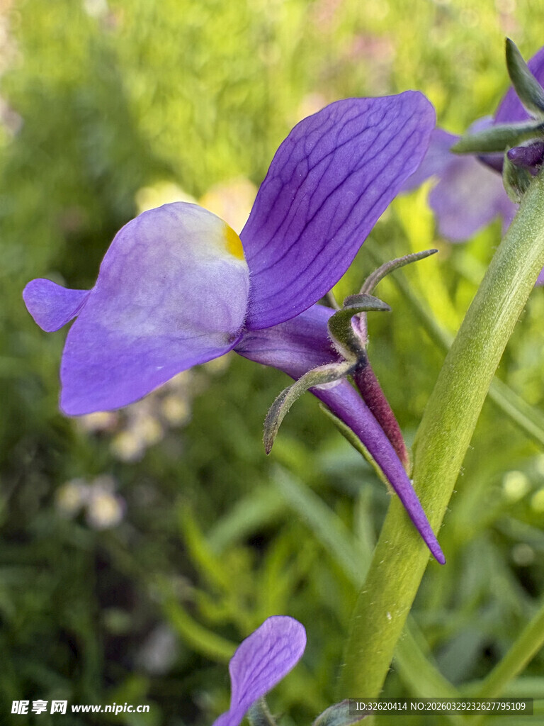 紫色鸢尾花