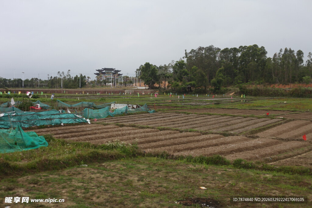 湛江田野农田景观图