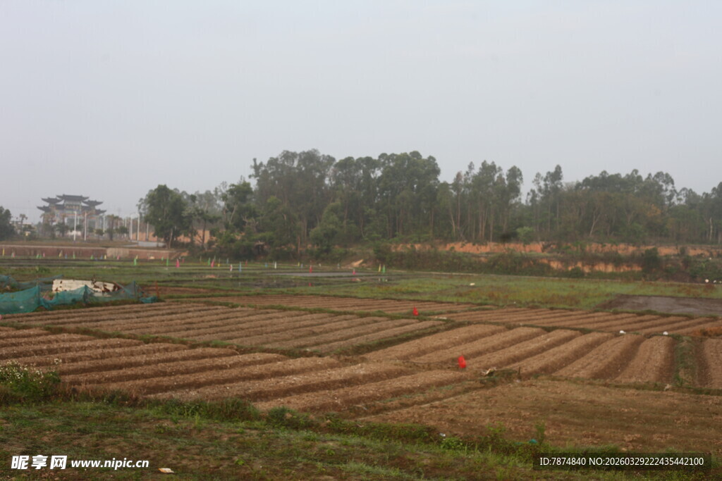 湛江田野中的农耕景象