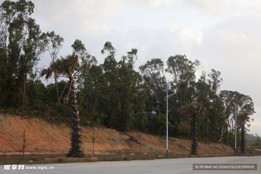 湛江公路旁成排的高大树木