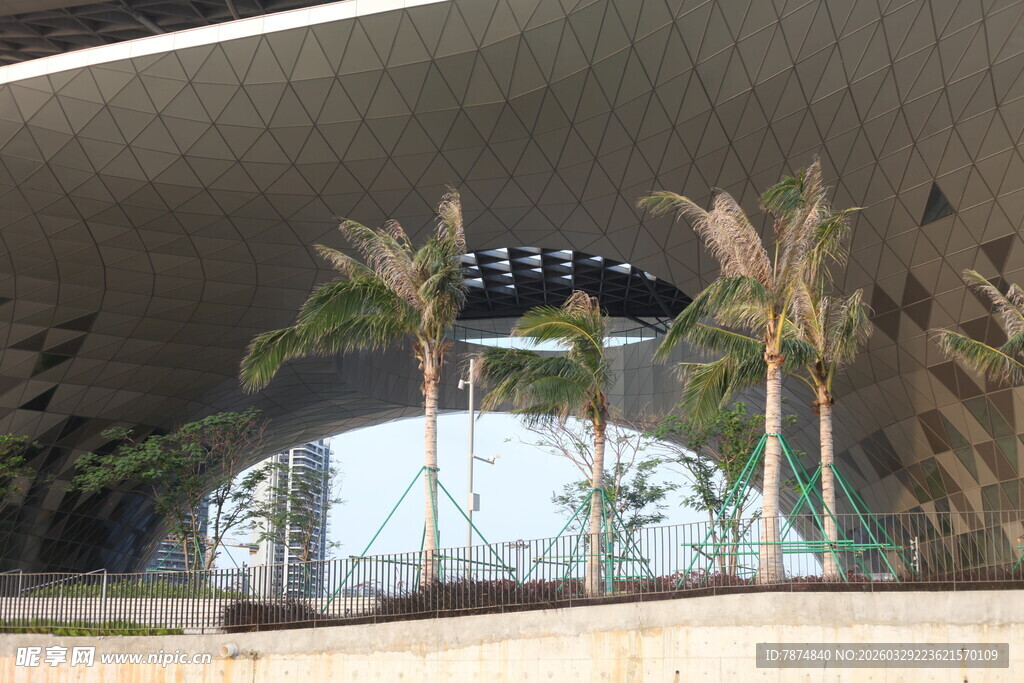 湛江现代建筑前的棕榈树景观